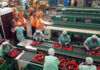 SE NECESITA EMPACADORAS/ES JORNADA COMPLETA DE LUNES A VIERNES, INGRESO INMEDIATO empacadores de frutas con o sin experiencia fruit packers