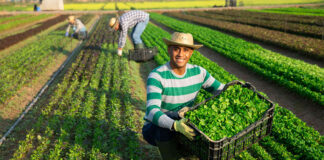 SE SOLICITAN TRABAJADORES AGRÍCOLAS PARA FINCA, JORNADA COMPLETA (3 VACANTES DISPONIBLES) agricultural workers trabajadores agrícolas peon for farm peon de finca