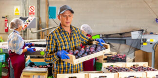 SE SOLICITA PEÓN ENVASADOR (H/M) DE FRUTAS PARA EMPRESA ALIMENTICIA, JORNADA COMPLETA DE LUNES A VIERNES trabajadores para seleccion de frutas y verduras workers for selection of fruits and vegetables