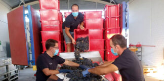 SE SOLICITAN EMPLEADOS PARA VIÑEDO Y BODEGA, TAREAS GENERALES DE LUNES A VIERNES FULL TIME Empleados Para Viñedo y Bodega viñatero trabajador para viñedo bodega trabajo en campo vineyard worker for vineyard winery field work