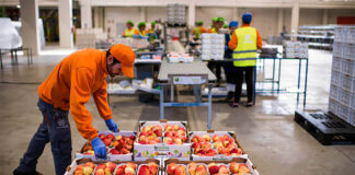 SE BUSCAN HOMBRES Y MUJERES PARA ALMACÉN DE FRUTAS Y VERDURAS (CON O SIN EXPERIENCIA), VARIOS PUESTOS DISPONIBLES Hombres y mujeres para almacen de frutas y verduras personal masculino y femenino fruit and vegetable warehouse male and female staff