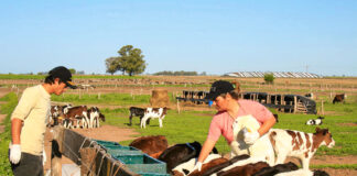 SE SOLICITA TRABAJADORES PARA GRANJA LECHERA (CON O SIN EXPERIENCIA), JORNADA COMPLETA. 3 VACANTES Trabajadores para granja lechera peon para finca lechera peon de lecheria peon for dairy farm dairy peon