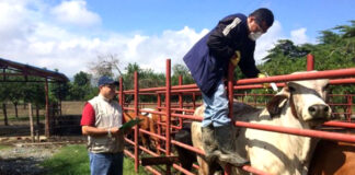 SE SOLICITA TRABAJADOR PARA GRANJA DE GANADO (NO SE REQUIERE EXPERIENCIA), TIEMPO COMPLETO empleados-para-finca-ganadera-employees-for-cattle-farm-cuidado-de-ganado