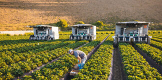 SE BUSCA TRABAJADOR AGRÍCOLA CON O SIN EXPERIENCIA, PARA TAREAS GENERALES (COSECHAR, PLANTAR Y CULTIVAR). SE BRINDARÁ ENTRENAMIENTO operarios agricolas agricultural workers to cultivate and harvest