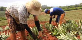 SE BUSCA PEÓN AGRÍCOLA PARA LABORES GENERALES (CON O SIN EXPERIENCIA), FULL TIME peon agricola Agricultural worker