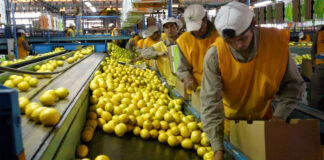 SE SOLICITAN OPERARIO DE ENVASADO (AMBOS SEXOS),NO SE REQUIERE EXPERIENCIA. PARA CUBRIR 20 plademallorca, JORNADA COMPLETA Envasadores-de-frutas-operarios-y-operarias-workers-for-the-selection-of-fruits-and-vegetables-operators