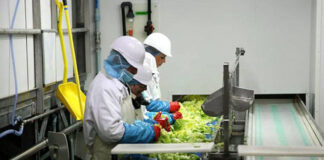 SE REQUIEREN TRABAJADORES DE PRODUCCIÓN PARA COMPAÑÍA DE FRUTAS Y VERDURAS (HOMBRES Y MUJERES), NO SE REQUIERE EXPERIENCIA trabajadoras de produccion de verduras y frutas