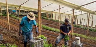 SE NECESITAN 10 TRABAJADORES PARA VIVERO (HOMBRES Y MUJERES), NO SE REQUIERE EXPERIENCIA. FULL TIME, 1ER TURNO Trabajadores-Para-Vivero-De-Plantas-Plant-Nursery-Workers