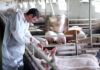 SE PRECISA OPERARIO/A PARA GRANJA DE CERDOS (CON O SIN EXPERIENCIA), LABORES GENERALES. SALARIO SEGÚN CONVENIO Operario para granja de cerdo pig farm worker limpieza y cuidado de granja