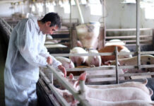 SE PRECISA OPERARIO/A PARA GRANJA DE CERDOS (CON O SIN EXPERIENCIA), LABORES GENERALES. SALARIO SEGÚN CONVENIO Operario para granja de cerdo pig farm worker limpieza y cuidado de granja
