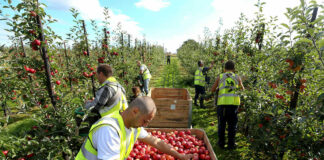 SE BUSCAN 12 PEONES/AS AGRÍCOLAS PARA GRANJA DE FRUTAS Y VERDURAS, NO SE REQUIERE EXPERIENCIA. SE ENTRENARÁ Peones/as Agrícolas Para Granja De Frutas y Verduras frui and vegetable selectors