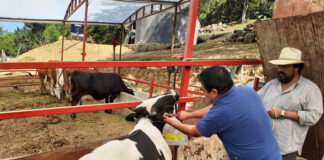 SE NECESITAN 8 TRABAJADORES/AS PARA FINCA DE GANADO (CON O SIN EXPERIENCIA), SE OFRECE ALOJAMIENTO Y BUEN PAGO POR HORA Trabajadores/as Para Finca De Ganado Pawns for livestock farm