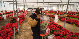 SOLICITAMOS PERSONAL PARA VIVERO DE PLANTAS (NO SE REQUIERE EXPERIENCIA) SE PROPORCIONA FORMACIÓN COMPLETA Personal Para Vivero De Plantas nursery staff