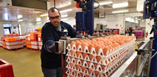 SE NECESITA RECOLECTORES/EMPACADORES DE HUEVOS PARA GRANJA (HOMBRES Y MUJERES), PART TIME Recolectores/Empacadores De Huevos Para Granja egg packing workers
