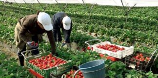SE SOLICITAN AYUDANTES PARA COSECHA, RECOLECCIÓN Y ENVASADO DE FRESAS (HOMBRES Y MUJERES), NO SE REQUIERE EXPERIENCIA Ayudantes Para Cosecha De Fresas Strawberry Pickers and Packers