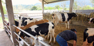 SE NECESITAN 2 OBREROS/AYUDANTES PARA GRANJA LECHERA, JORNADA FULL TIME. BUEN PAGO POR HORA Obreros/Ayudantes Para Granja Lechera Workers For Dairy Farm