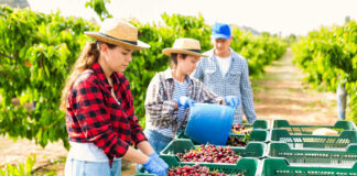 SE NECESITAN 10 PEONES/AS AGRÍCOLAS TIEMPO PARCIAL (CON O SIN EXPERIENCIA), RECOLECCIÓN DE FRUTAS Peones/as Agrícolas agricultural worker