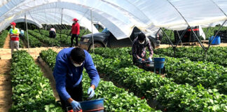 SE NECESITAN TRABAJADORES/AS AGRÍCOLAS (LABORES DE CULTIVO Y COSECHA), NO SE REQUIERE EXPERIENCIA Trabajadores/as Agrícolas agricultural workers