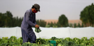 SE SOLICITA PEÓN AGRÍCOLA PARA GRANJA, NO REQUIERE EXPERIENCIA. HORARIOS FLEXIBLES Peón Agrícola Para Granja agricultural worker for farm