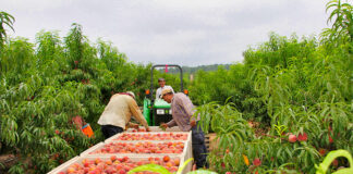 SE NECESITAN PEONES/AS AGRÍCOLAS PARA RECOLECCIÓN DE FRUTAS, POCA EXPERIENCIA. 25 VACANTES Peones/as Agrícolas agricultural workers