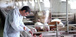 SE BUSCAN 3 TRABAJADORES PARA GRANJA DE CERDOS, NO SE REQUIERE EXPERIENCIA. SE ENTRENARÁ Trabajadores Para Granja De Cerdos pig farm workers