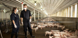 SE PRECISA OPERARIO/A PARA GRANJA DE GANADO PORCINO (CON O SIN EXPERIENCIA), EXCELENTE REMUNERACIÓN Operario/a Para Granja De Ganado Porcino pig farm operators