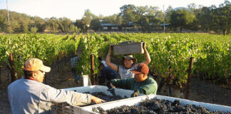 SE SOLICITA PEÓN/A AGRÍCOLA PARA IMPORTANTE EMPRESA VINÍCOLA, PARA RECOLECCIÓN DE UVAS (POCA EXPERIENCIA). BUEN PAGO Peón/a Agrícola agricultural workers