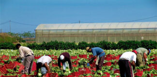 SE NECESITAN PEONES/AS AGRÍCOLAS (6 VACANTES), NO REQUIERE EXPERIENCIA. LABORES GENERALES Peones/as Agrícolas Agricultural Workers