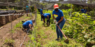 SE BUSCA TRABAJADOR GANADERO (NO ES NECESARIO EXPERIENCIA), SE OFRECE BUEN PAGO. COMIENZO INMEDIATO Trabajador Ganadero hand worker