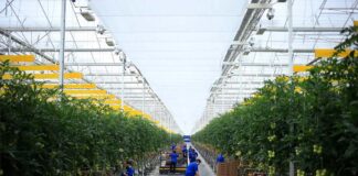 SE SOLICITAN 16 AYUDANTES PARA INVERNADERO (HOMBRES Y MUJERES), NO REQUIERE EXPERIENCIA. SE OFRECE ENTRENAMIENTO Y BUEN PAGO ayudantes para invernadero hombres y mujeres greenhouse workers