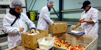 SE NECESITAN ENVASADORES/AS DE FRUTAS EN ALMACÉN (POCA EXPERIENCIA), SALARIO SEGÚN CONVENIO Envasadores/as De Frutas En Almacén Fruit Packers In Warehouse
