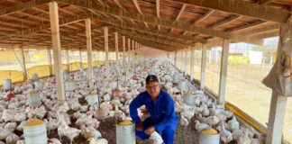 SE SOLICITAN TRABAJADORES PARA GRANJA AVÍCOLA (NO REQUIERE EXPERIENCIA), PAGO $23,00 POR HORA Trabajadores Para Granja Avícola Workers For Poultry Farm