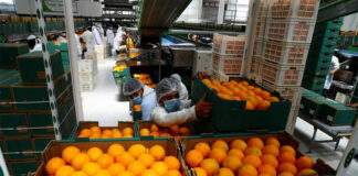 SE NECESITAN ENVASADORES/AS DE FRUTAS (POCA EXPERIENCIA), TURNOS ROTATIVOS. INCORPORACIÓN INMEDIATA Envasadores/as De Frutas fruit packers