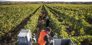 SE SOLICITAN 3 PEONES PARA VIÑEDO (NO REQUIERE EXPERIENCIA, SE ENTRENARÁ). BUEN PAGO Y BENEFICIOS Peones Para Viñedo Vineyard Laborers