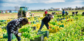 SE NECESITA TRABAJADOR AGRÍCOLA (CON O SIN EXPERIENCIA, SE ENTRENARÁ), ALOJAMIENTO DISPONIBLE Y BUEN PAGO Trabajador Agrícola agricultural worker