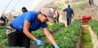 SE NECESITAN 20 TRABAJADORES/AS AGRÍCOLAS (NO REQUIERE EXPERIENCIA), BUEN SUELDO POR HORA Trabajadores/as Agrícolas agricultural workers