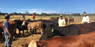 SE SOLICITA OPERARIO/A PARA AGROGANADERÍA (MÍNIMA EXPERIENCIA), REMUNERACIÓN COMPETITIVA. INGRESO INMEDIATO Operario/a Para Agroganadería agricultural farming operators