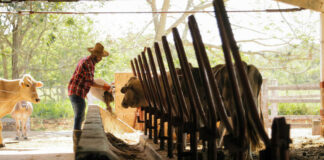 SOLICITAMOS OPERARIO/A PARA GRANJA DE AGROGANADERÍA BOVINA, CONTRATO POR 6 MESES. BUENA REMUNERACIÓN Operario/a operators