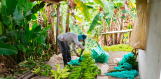 SE PRECISAN PEONES AGRÍCOLAS PARA FINCA DE PLÁTANOS (MÍNIMA EXPERIENCIA), INCORPORACIÓN INMEDIATA Peón Agrícola Para Finca De Plátanos Agricultural Laborer for Banana Farm trabajador