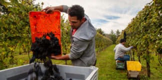 SE REQUIEREN TRABAJADORES/AS PARA VIÑEDO (6 VACANTES), LABORES GENERALES. BUEN PAGO POR HORA Trabajadores/as Para Viñedo vineyard workers