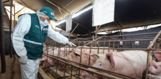 SE NECESITA AYUDANTES PARA RANCHO DE CERDOS (SIN EXPERIENCIA, SE CAPACITARÁ), SE OFRECE ALMUERZO Y BUEN PAGO POR HORA Ayudantes Para Rancho De Cerdos pig ranch helper
