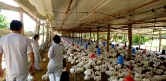 SE SOLICITAN OPERARIOS/AS PARA GRANJA AVÍCOLA (NO SE REQUIERE EXPERIENCIA PREVIA), 3 VACANTES. 40 HORAS SEMANALES TURNOS ROTATIVOS Operarios/as Para Granja Avícola poultry farm operators