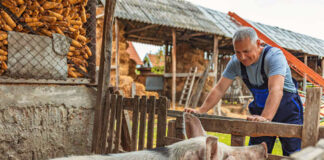 SOLICITAMOS TRABAJADORES/AS DE GRANJA PORCINA (POCA EXPERIENCIA). SE OFRECE BUEN PAGO Y EXCELENTE BENEFICIOS Trabajadores/as De Granja Porcina pig farm worker