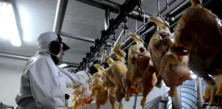 SE SOLICITA MANIPULADOR/A DE POLLOS (CON O SIN EXPERIENCIA), PROCESAMIENTO DE PRODUCTOS AVÍCOLAS. BUEN SUELDO Manipulador/a De Pollos chicken handler