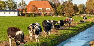 SE SOLICITAN TRABAJADORES PARA RANCHO DE GANADO Y PRODUCCIÓN AGRÍCOLA (MÍNIMA EXPERIENCIA), BUEN PAGO Trabajadores Para Rancho De Ganado cattle ranch worker