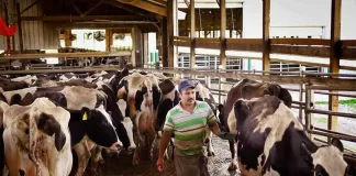 SE SOLICITAN TRABAJADORES/AS GANADEROS (6 VACANTES), HORARIO FLEXIBLE. MÍNIMA EXPERIENCIA, BUEN PAGO Trabajadores/as Ganaderos livestock worker