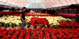 SE BUSCAN 4 AYUDANTES/PEONES PARA VIVERO DE PLANTAS (POCA EXPERIENCIA), BUEN PAGO POR HORA Ayudantes/Peones Para Vivero De Plantas plant nursery workers