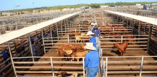SE BUSCA CUIDADOR PARA RANCHO DE GANADO (CON O SIN EXPERIENCIA). SE OFRECE VIVIENDA, BUEN PAGO Y EXCELENTE BENEFICIOS Cuidador Para Rancho De Ganado livestock worker