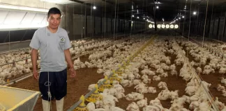 SE BUSCA PERSONAL PARA GRANJA AVÍCOLA (POCA EXPERIENCIA), BUENA REMUNERACIÓN Personal Para Granja Avícola poultry farm staff