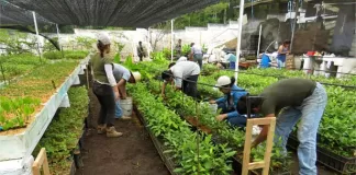 SE PRECISA PERSONAL PARA VIVERO (POCA EXPERIENCIA), SE OFRECE INCORPORACIÓN INMEDIATA Y BUENA REMUNERACIÓN Personal Para Vivero nursery staff